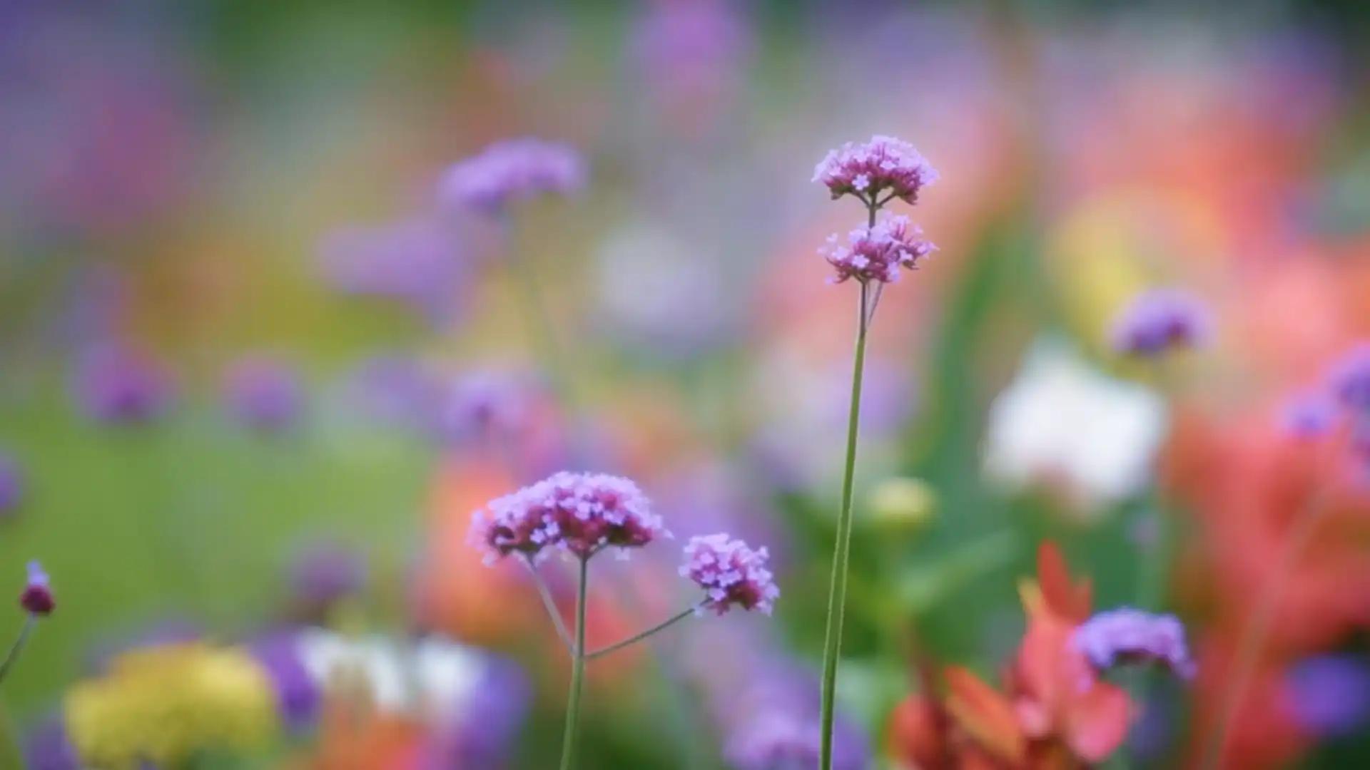 Flowers growing in a colourful garden.